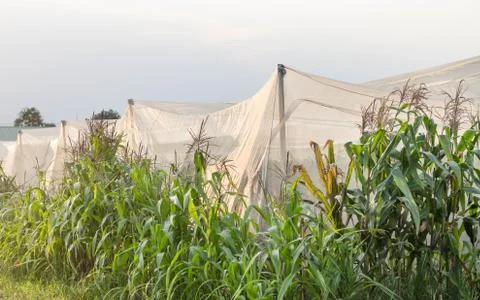 Corn farm Foto stock