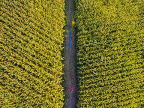 Corn farm Fotos de archivo