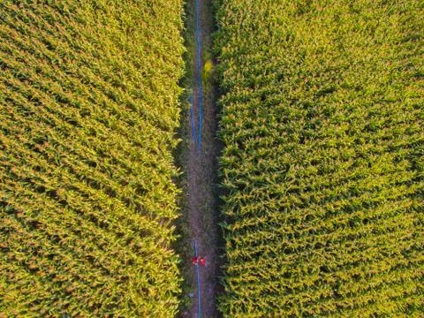 Corn farm Fotos de archivo