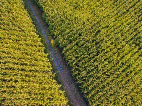 Corn farm Fotos de archivo
