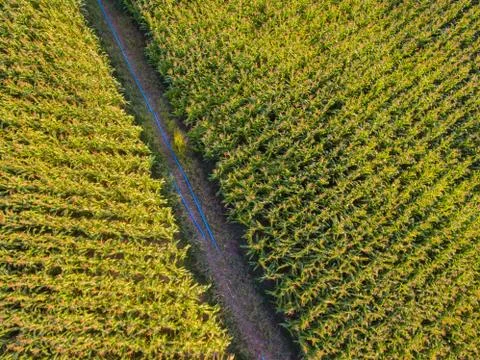Corn farm Fotos de archivo