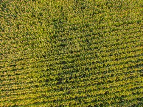Corn farm Fotos de archivo