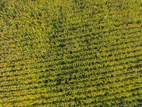 Corn farm Fotos de archivo