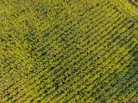 Corn farm Fotos de archivo