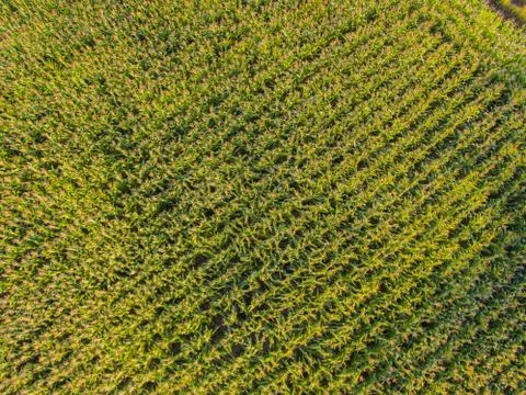 Corn farm Fotos de archivo