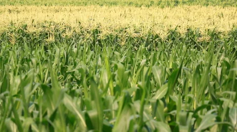 Corn farm plants Stock Footage 48886799