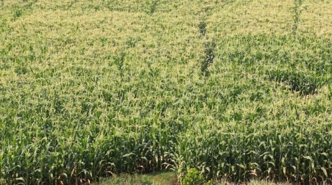 Corn farm plants (pan shot) Stock Footage 47948023