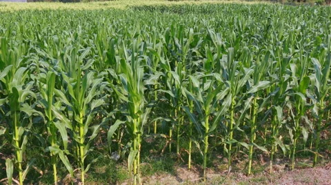 Corn farm plants (pan shot) Stock Footage 48883204