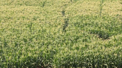 Corn farm plants (zoom out) Stock Footage 48877773