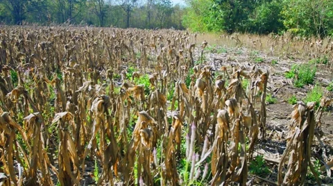 Corn farm in Thailand Stock Footage 45544457