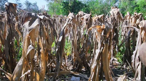 Corn farm in Thailand Stock Footage 45545581