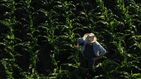 Corn farmer in field from drone pov Stock Footage