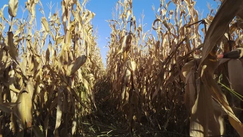 Corn farmer POV walking through his field Video stock 91396268