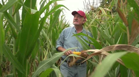 Corn farmer walking through his field towards camera 스톡 동영상 12030503
