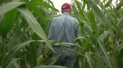 Corn farmer walking through his field away from camera Stock Footage