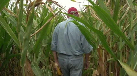 Corn farmer walking through his field away from camera, slow motion 動画素材 12208865