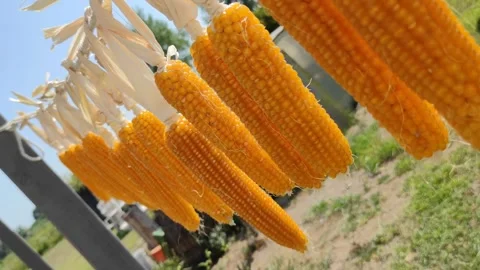 Corn farming field view Stock Footage 274414756