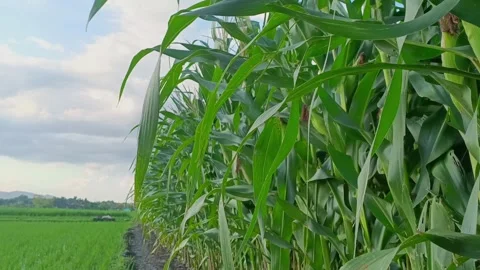 Corn farming Video stock 308392154
