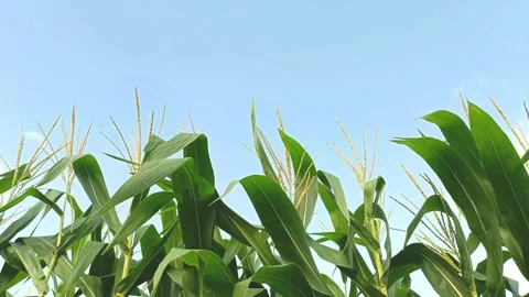Corn farming Video stock 308392207