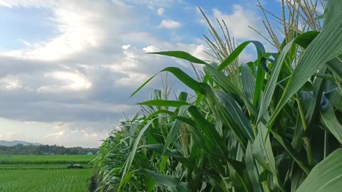 Corn farming Video stock 308392378