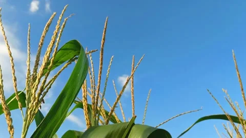 Corn farming Video stock 308392379