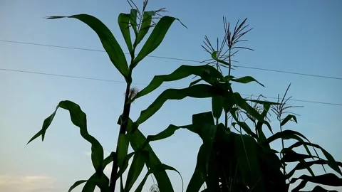Corn farming Stock Footage 332875218
