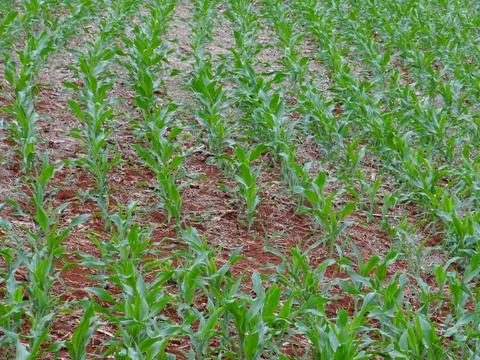 Corn farming in organized rows 스톡 사진