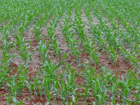 Corn farming in organized rows. Stock Photos