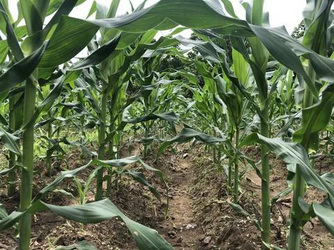 Corn farming Stock Photos
