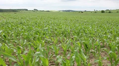 Corn farmland - hd Stock Footage 10702992