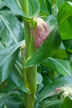 Corn in the farrm Stock Photos