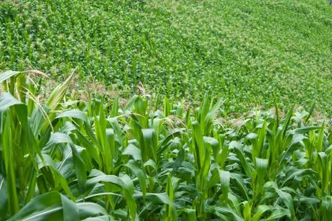 Corn in the farrm Stock Photos