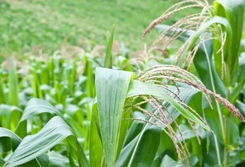Corn in the farrm Stock Photos