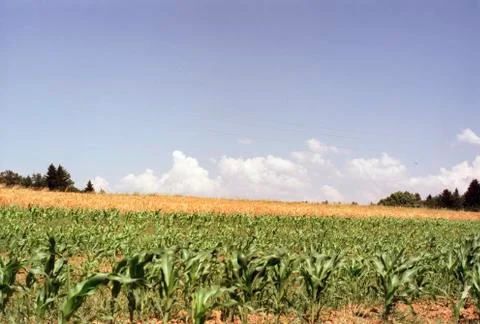 Corn feeld Stock Photos