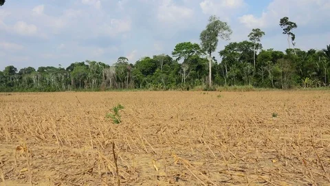 Corn fiel surrounded by the Amazon rainforest Stock Footage 77194703