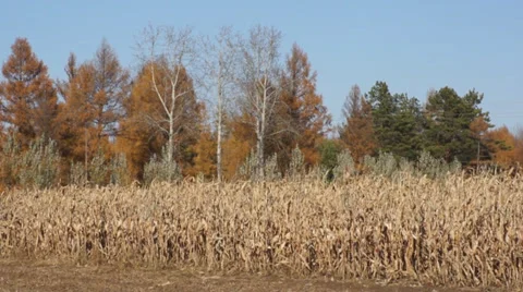 Corn field 01 Stock Footage 31982082