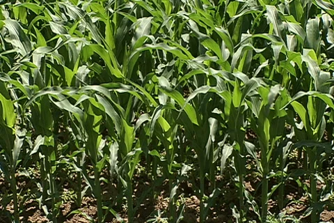 Corn Field 02 库存影片 333131
