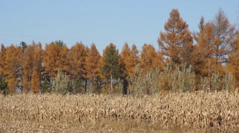 Corn field 02 Video stock 31982065