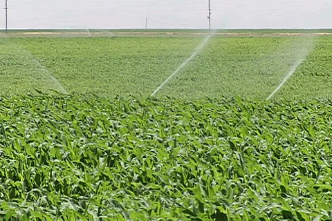Corn Field 03 Stock Footage 333124