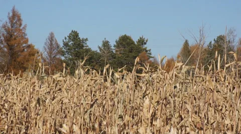 Corn field 03 Stock Footage 31982067
