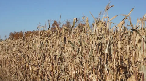 Corn field 04 Stock Footage 31982097