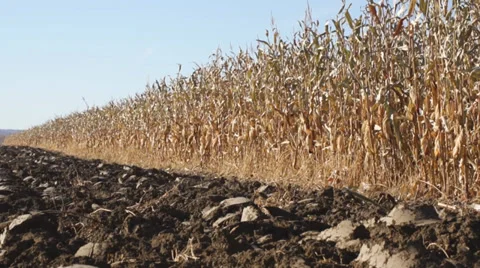 Corn field 05 Stock Footage 31983117