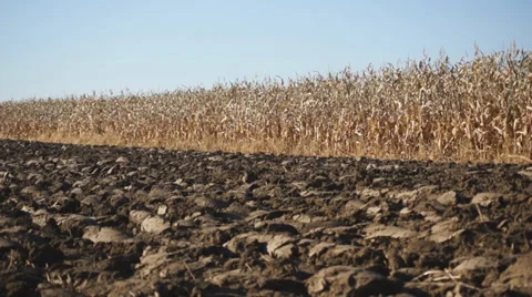Corn field 06 Stock Footage 31982680