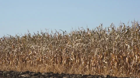 Corn field 07 Stock Footage 31984104