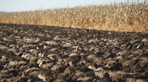 Corn field 08 Stock Footage 31984103