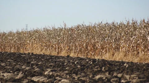 Corn field 09 Stock Footage 31984105