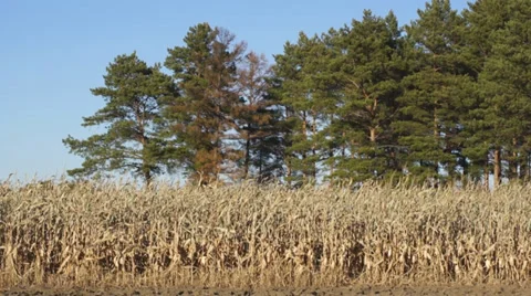 Corn field 10 Stock Footage 31984128