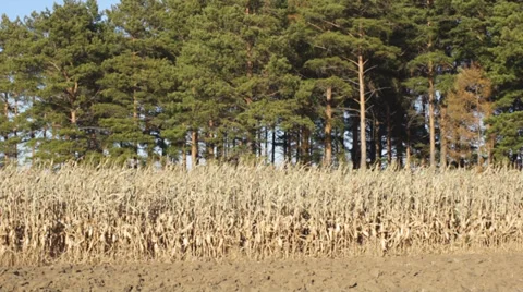 Corn field 11 Stock Footage 31984124