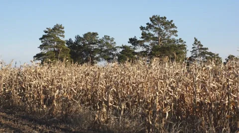 Corn field 12 Stock Footage 31984120