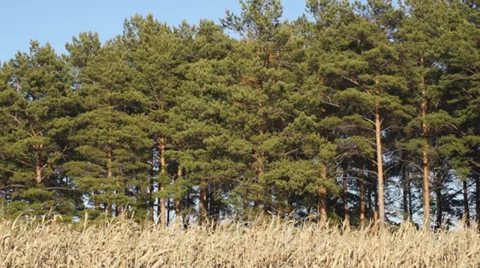 Corn field 13 Video stock 31985704